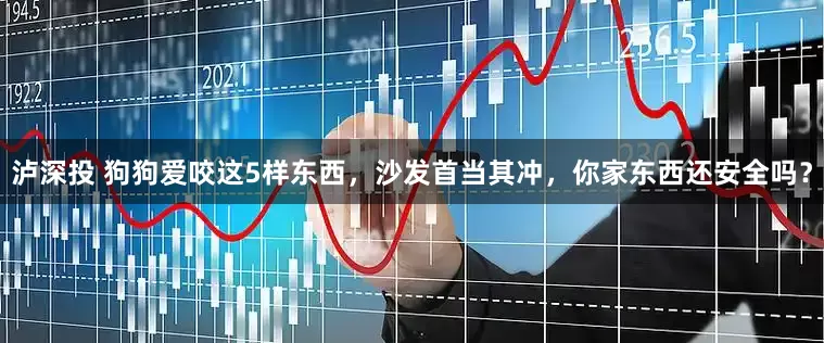 泸深投 狗狗爱咬这5样东西，沙发首当其冲，你家东西还安全吗？
