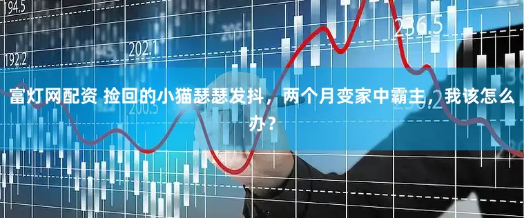 富灯网配资 捡回的小猫瑟瑟发抖，两个月变家中霸主，我该怎么办？