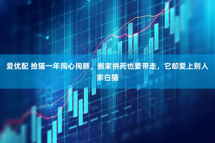 爱优配 捡猫一年掏心掏肺，搬家拼死也要带走，它却爱上别人家白猫